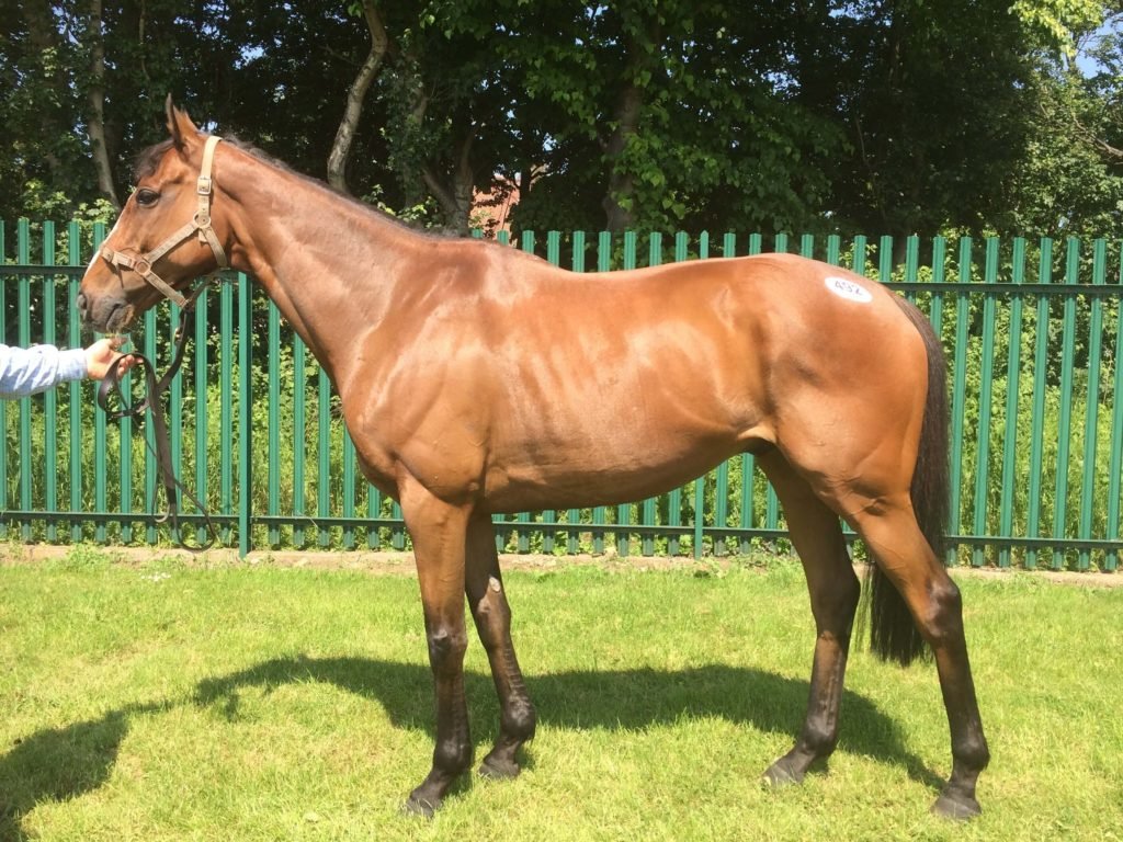 Top Tips For Buying A Horse UK Speak