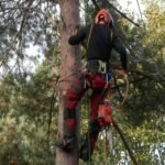 Tree Surgeon