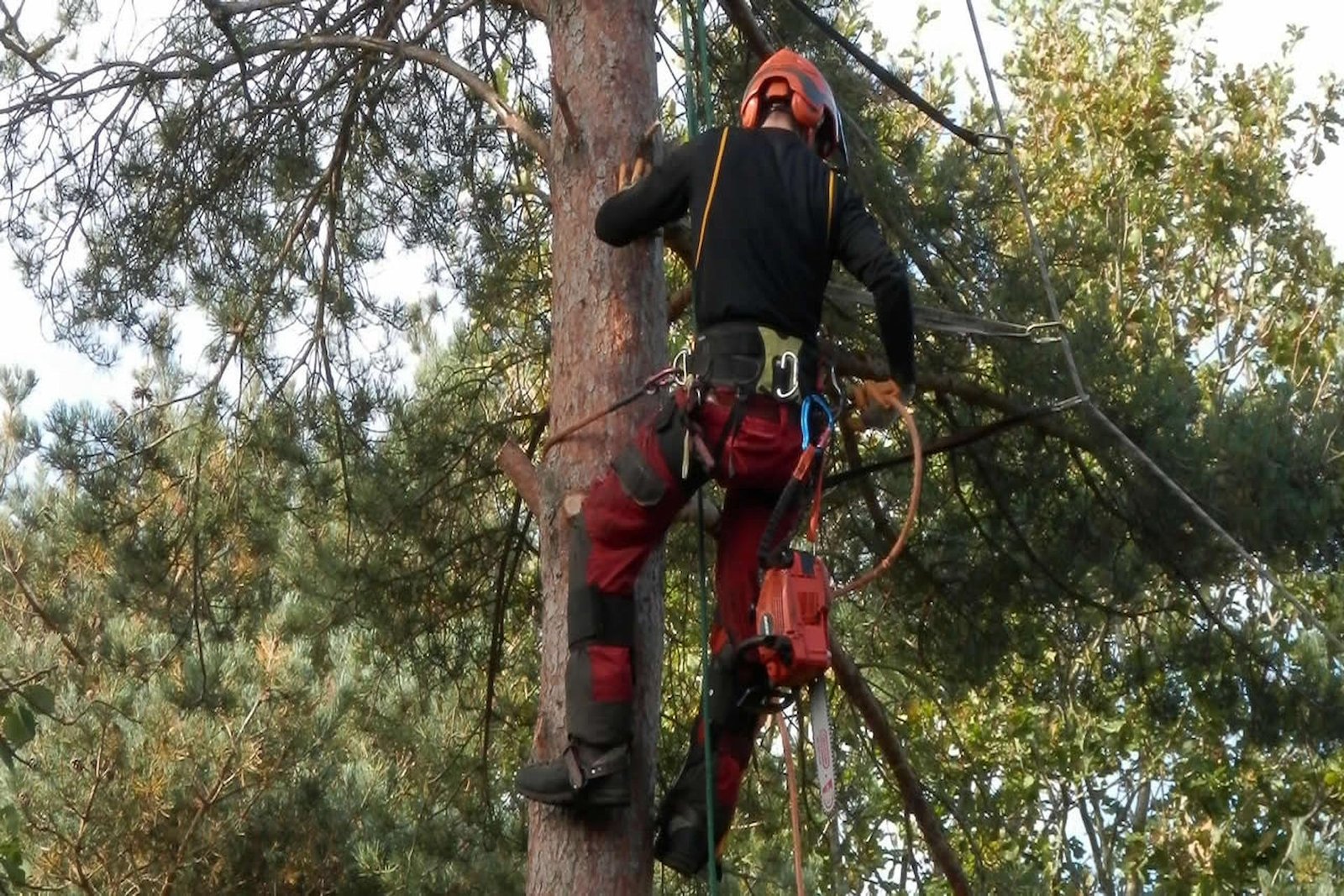 Tree Surgeon